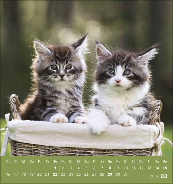 Schmusekatzen 2026, Innenansicht #3