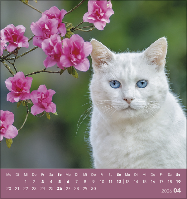 Schmusekatzen 2026, Innenansicht #4