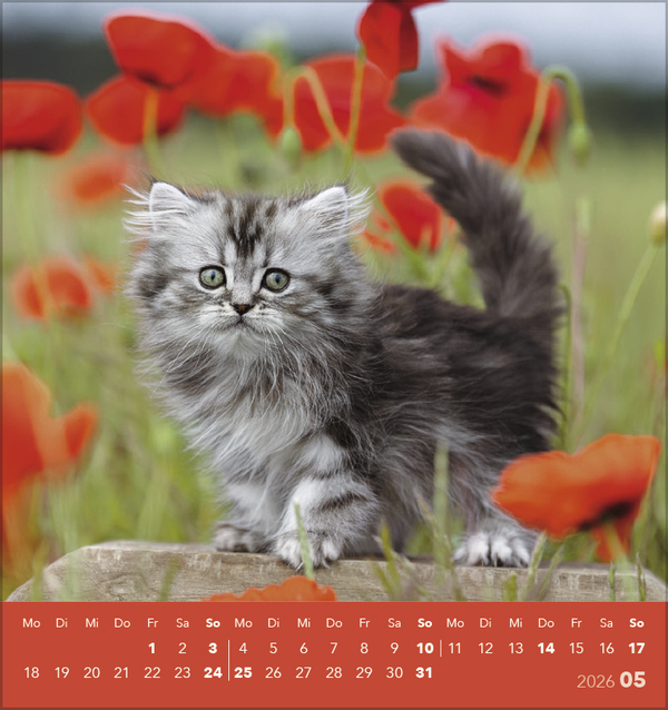 Schmusekatzen 2026, Innenansicht #5