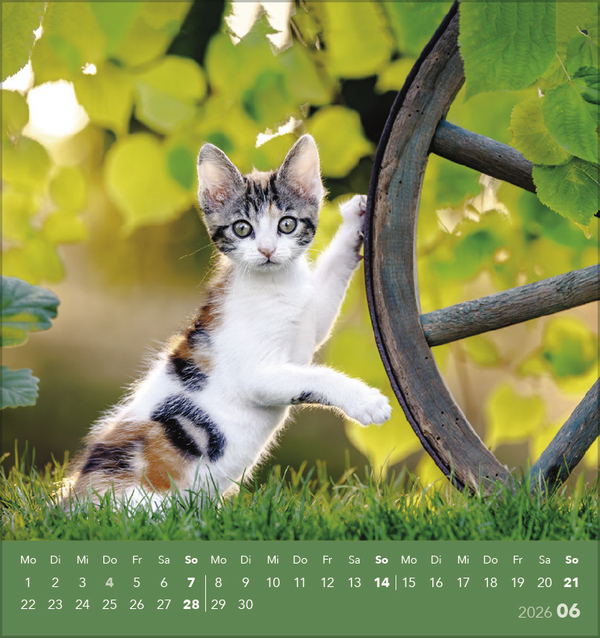 Schmusekatzen 2026, Innenansicht #6