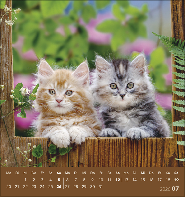 Schmusekatzen 2026, Innenansicht #7
