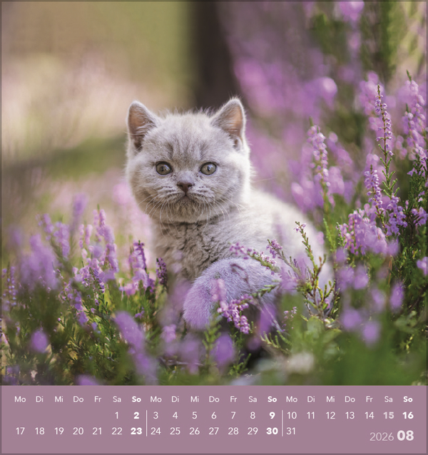 Schmusekatzen 2026, Innenansicht #8