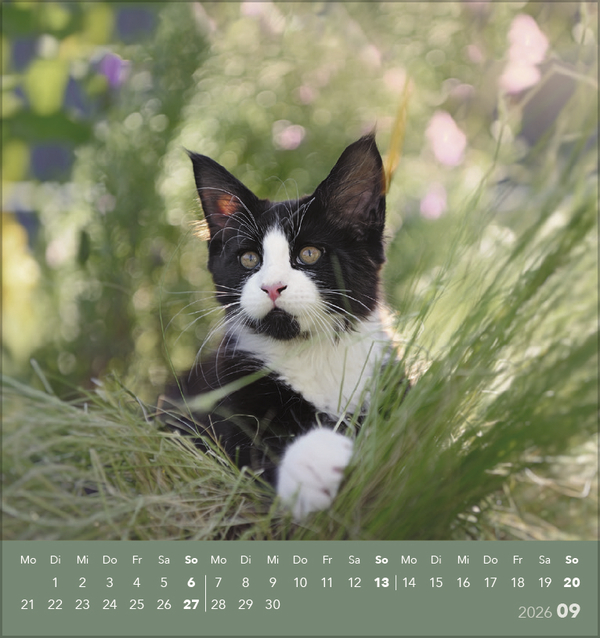 Schmusekatzen 2026, Innenansicht #9