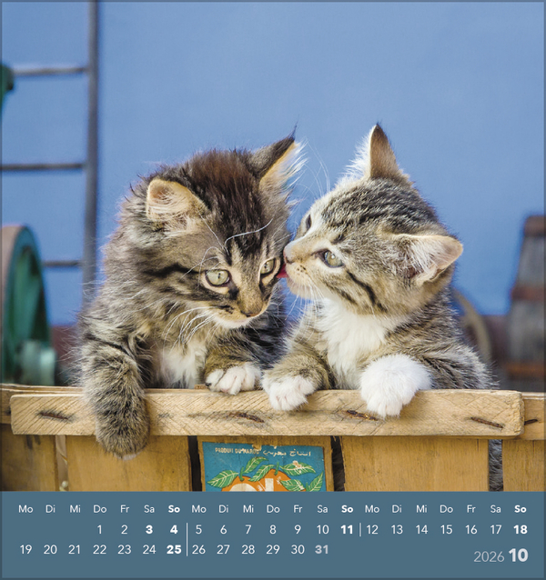 Schmusekatzen 2026, Innenansicht #10