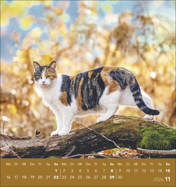 Schmusekatzen 2026, Innenansicht #11