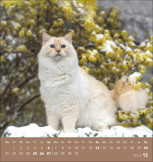 Schmusekatzen 2026, Innenansicht #12