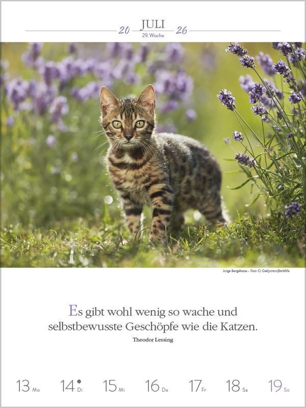 Literaturkalender Katzen 2026, Innenansicht #6
