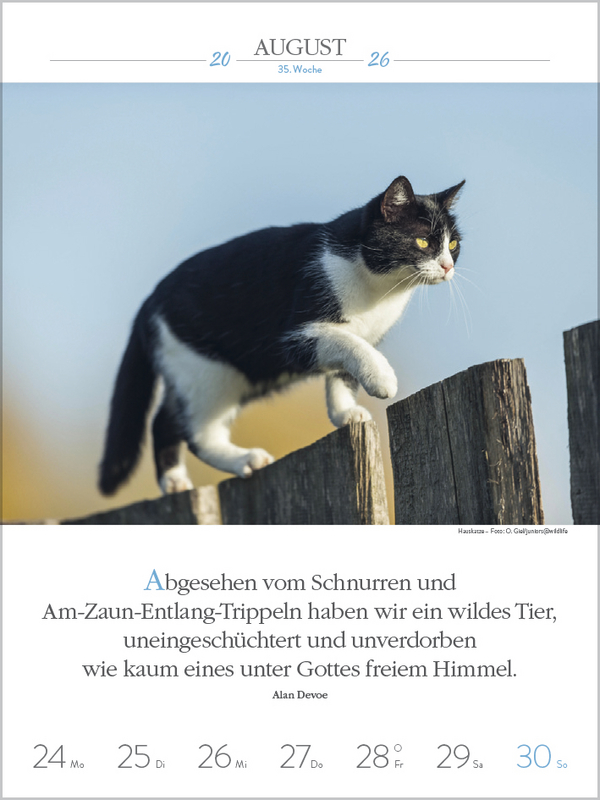 Literaturkalender Katzen 2026, Innenansicht #7