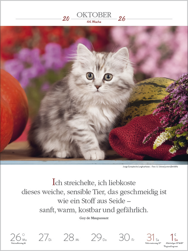 Literaturkalender Katzen 2026, Innenansicht #9