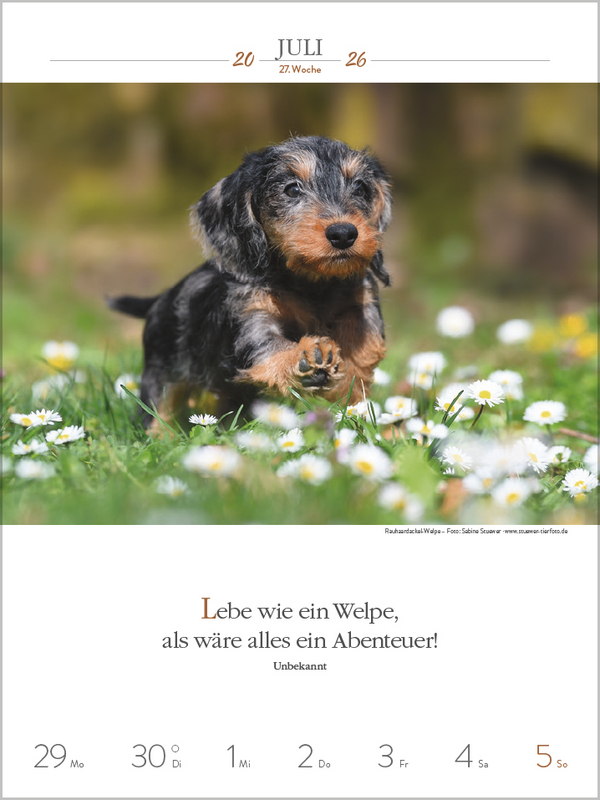 Literaturkalender Hunde 2026, Innenansicht #5