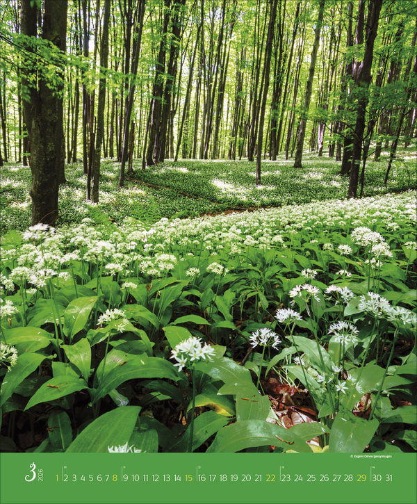 Augenblicke im Wald 2026, Innenansicht #3