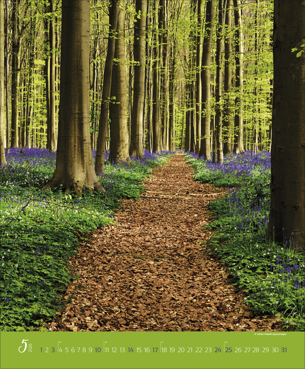 Augenblicke im Wald 2026, Innenansicht #5