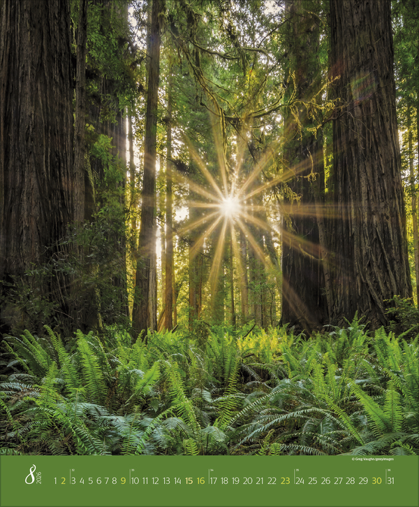 Augenblicke im Wald 2026, Innenansicht #8