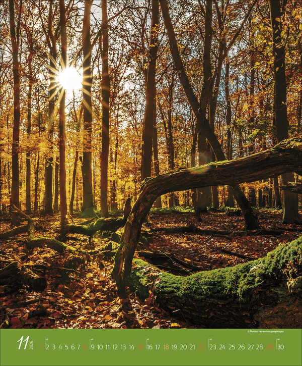 Augenblicke im Wald 2026, Innenansicht #11