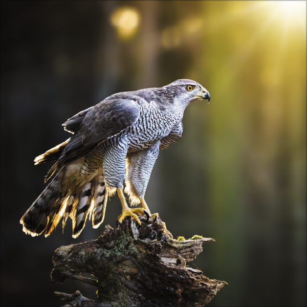 Tiere des Waldes 2026, Innenansicht #2