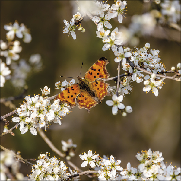 Tiere des Waldes 2026, Innenansicht #3