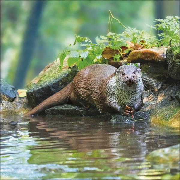 Tiere des Waldes 2026, Innenansicht #4