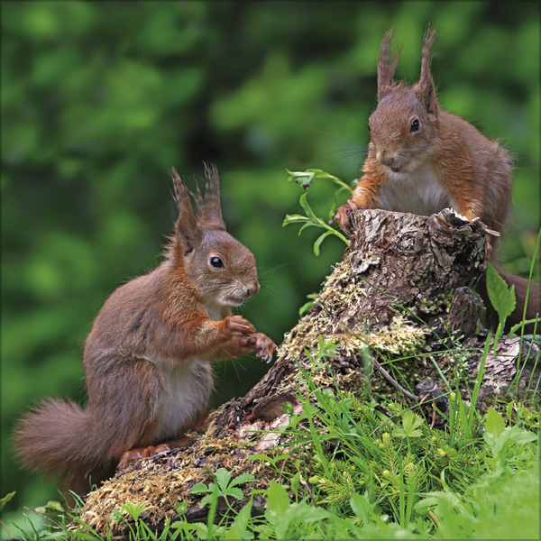 Tiere des Waldes 2026, Innenansicht #5