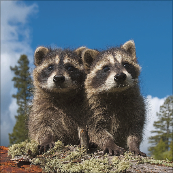 Tiere des Waldes 2026, Innenansicht #6