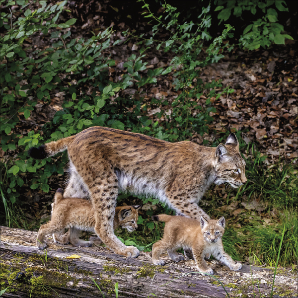 Tiere des Waldes 2026, Innenansicht #7