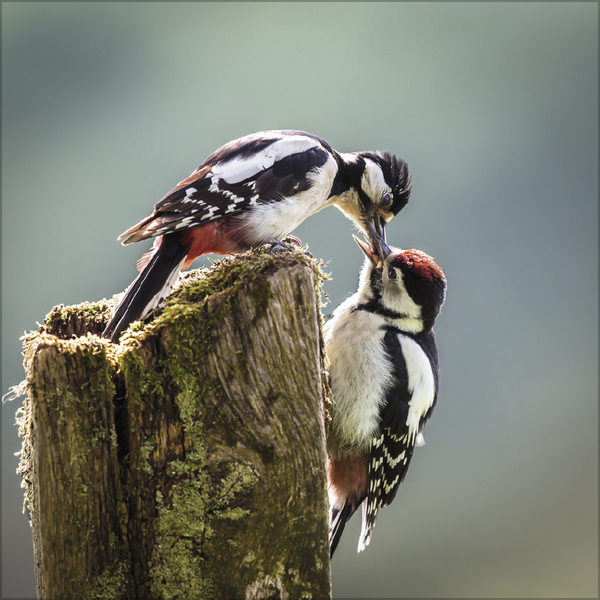 Tiere des Waldes 2026, Innenansicht #8