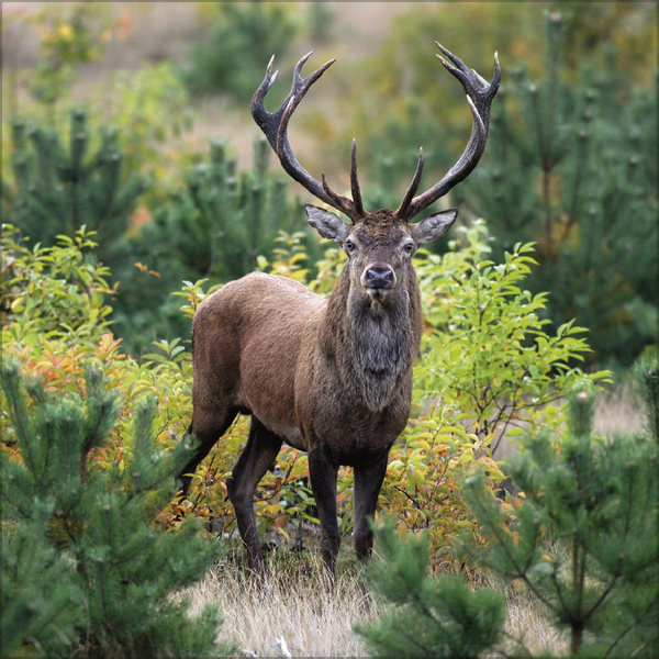 Tiere des Waldes 2026, Innenansicht #9