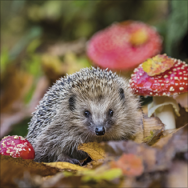 Tiere des Waldes 2026, Innenansicht #10