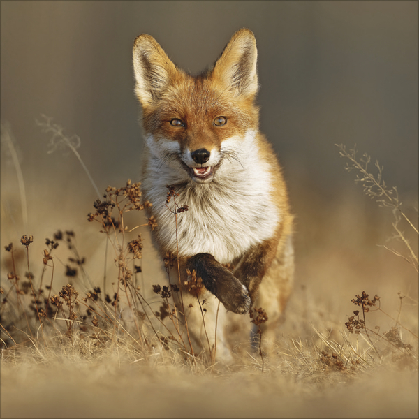 Tiere des Waldes 2026, Innenansicht #11