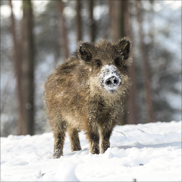 Tiere des Waldes 2026, Innenansicht #12