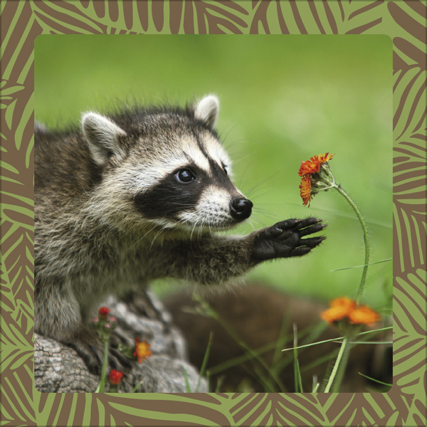 Achtung wild - Tiere aus aller Welt 2026, Innenansicht #4