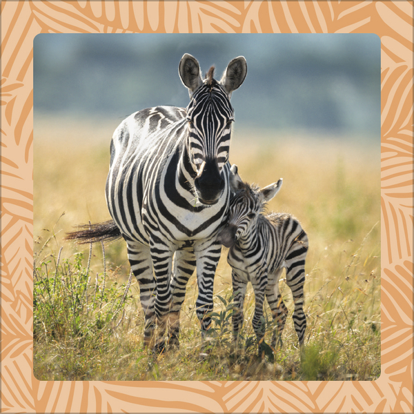 Achtung wild - Tiere aus aller Welt 2026, Innenansicht #5