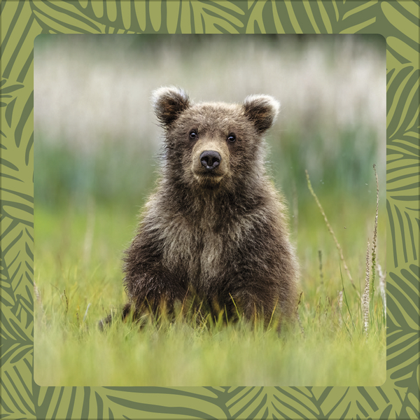 Achtung wild - Tiere aus aller Welt 2026, Innenansicht #6