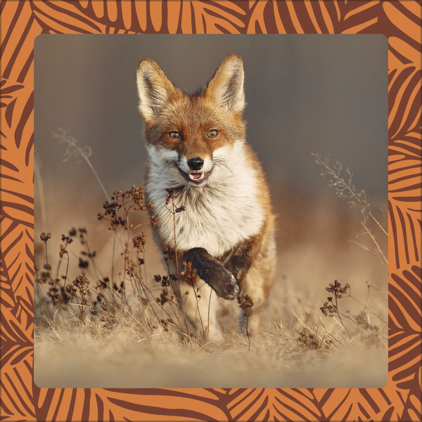 Achtung wild - Tiere aus aller Welt 2026, Innenansicht #11
