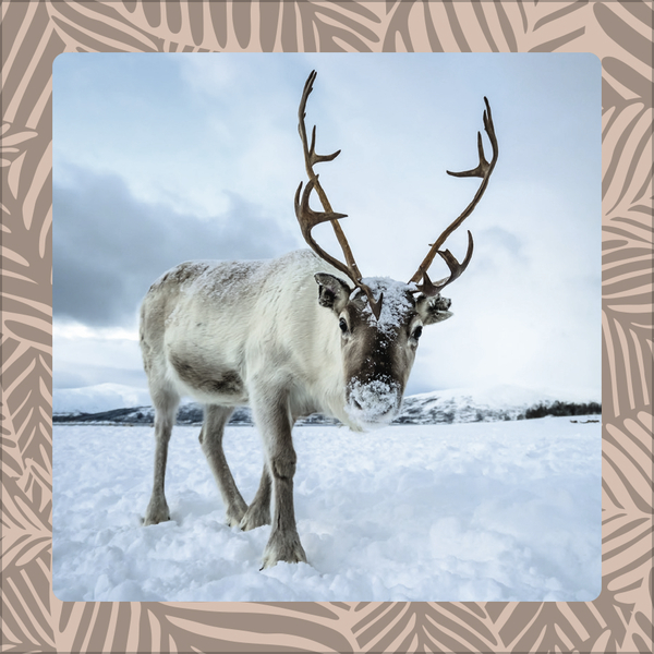 Achtung wild - Tiere aus aller Welt 2026, Innenansicht #12
