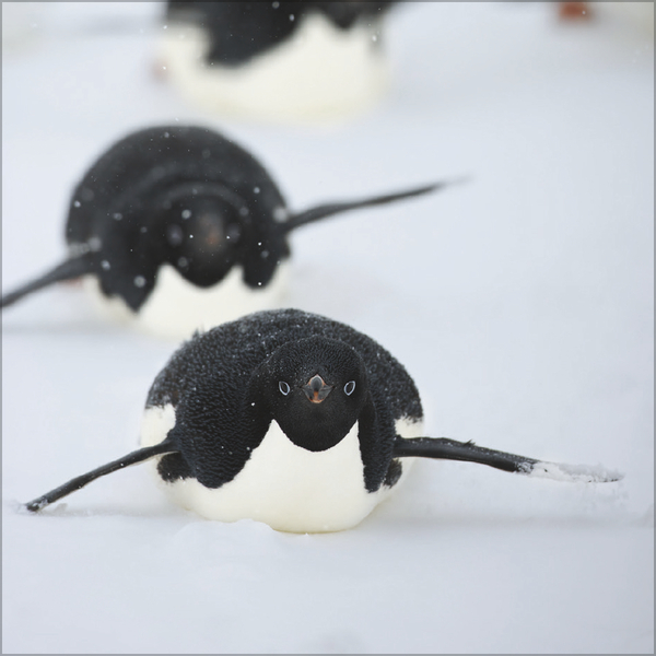 Pinguine 2026, Innenansicht #2