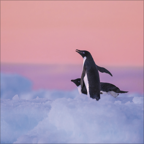 Pinguine 2026, Innenansicht #3