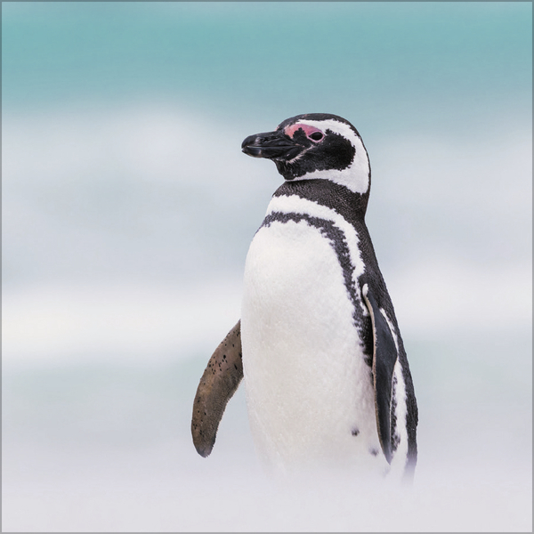 Pinguine 2026, Innenansicht #5