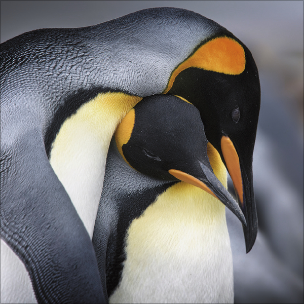 Pinguine 2026, Innenansicht #7