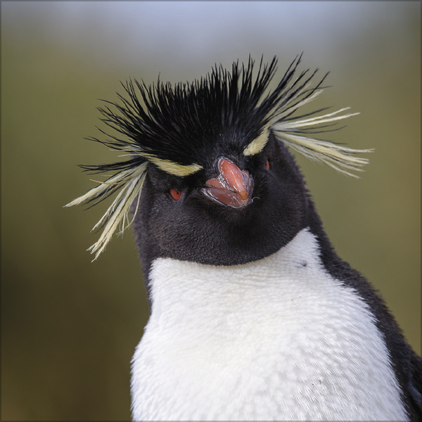 Pinguine 2026, Innenansicht #8