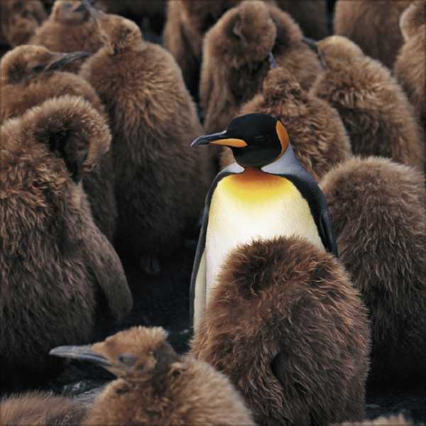 Pinguine 2026, Innenansicht #10