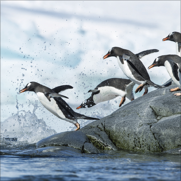 Pinguine 2026, Innenansicht #11