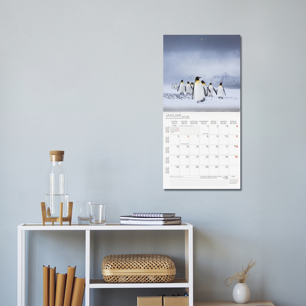 Pinguine 2026, Innenansicht #16