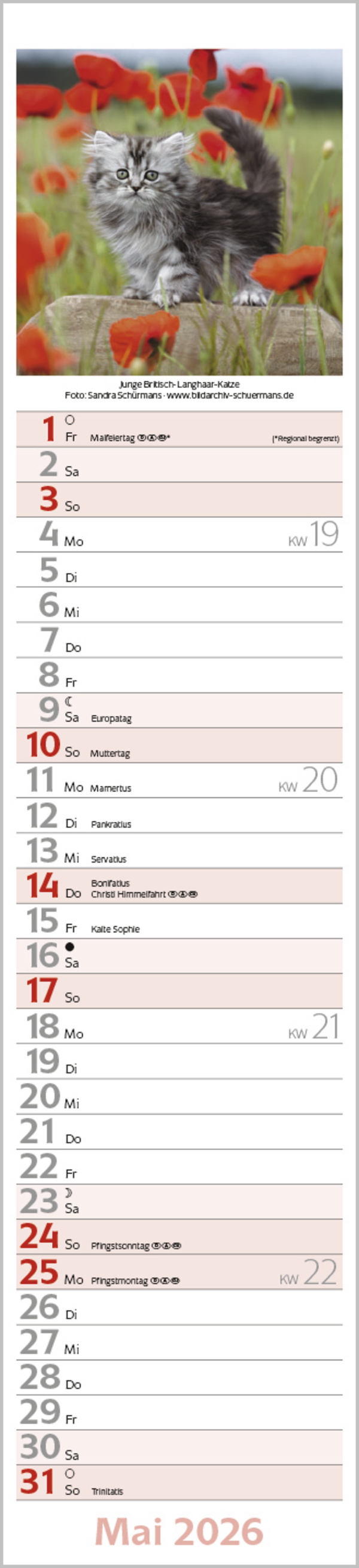 Katzen Langplaner 2026, Innenansicht #5
