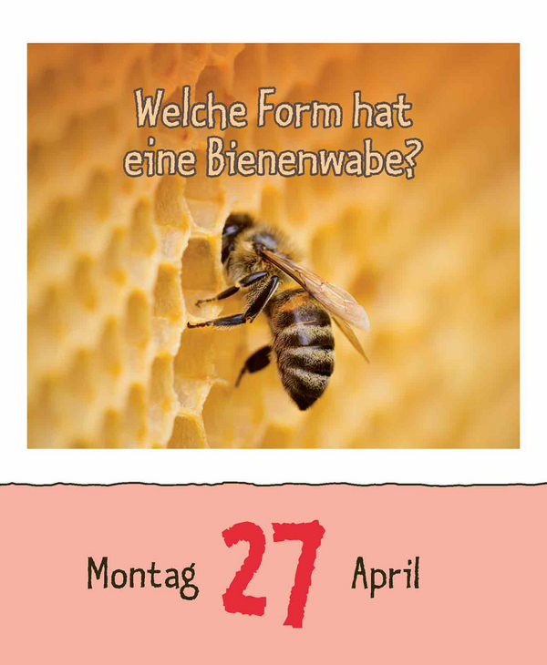 Warum wackelt Wackelpudding? 2026, Innenansicht #7