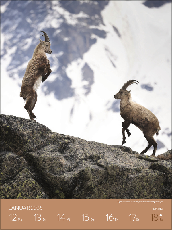 Heimische Tierwelt 2026, Innenansicht #1