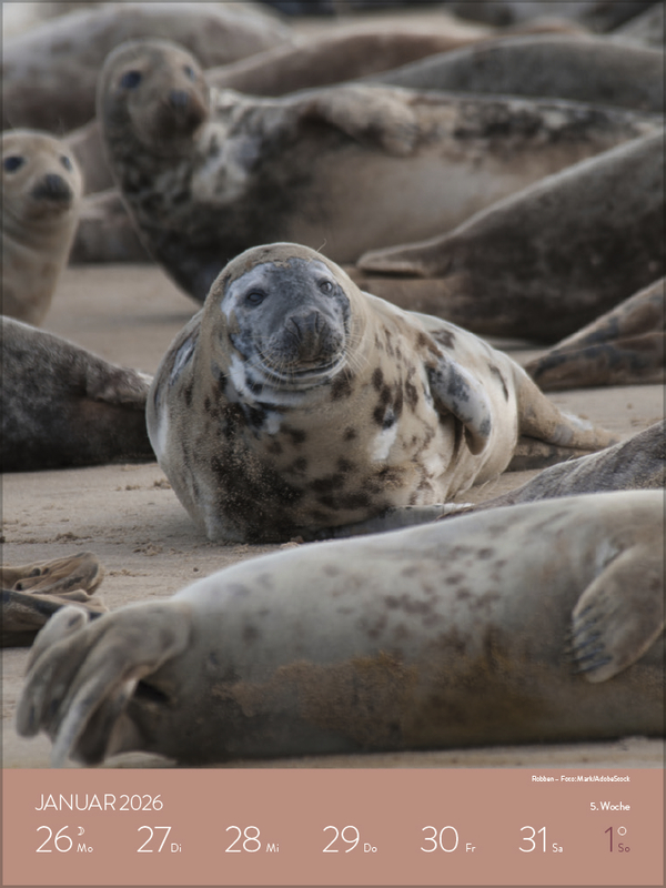 Heimische Tierwelt 2026, Innenansicht #3