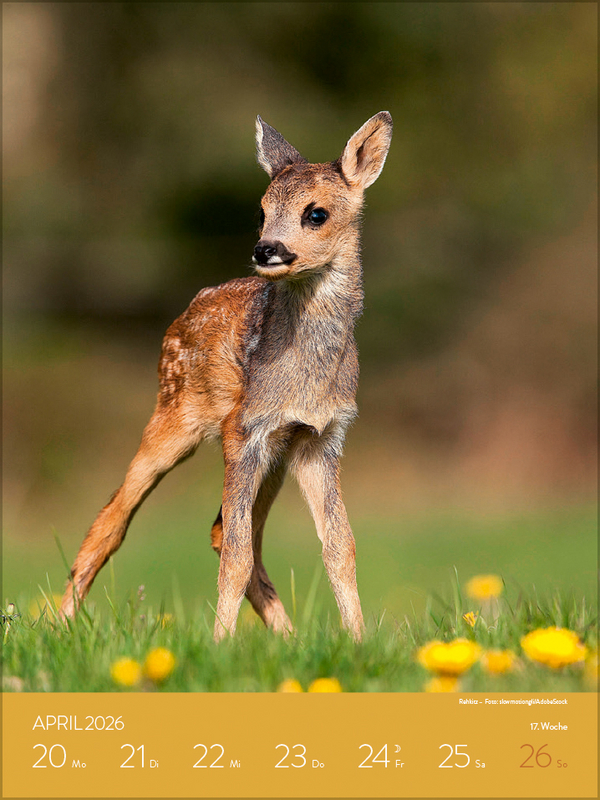 Heimische Tierwelt 2026, Innenansicht #5