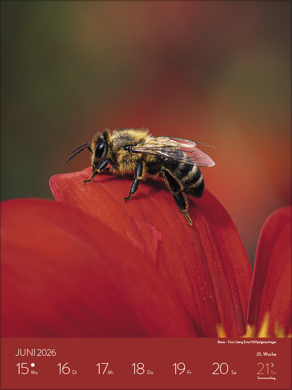 Heimische Tierwelt 2026, Innenansicht #7