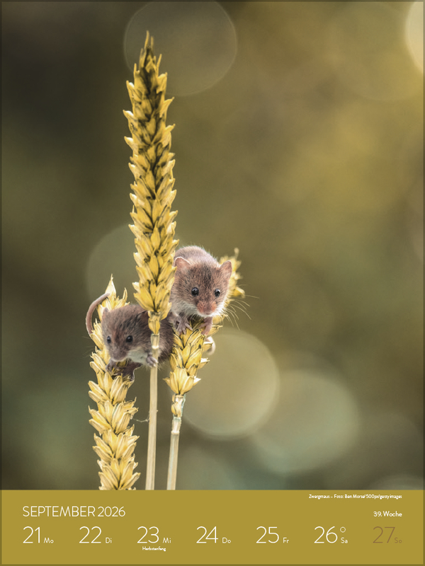 Heimische Tierwelt 2026, Innenansicht #9