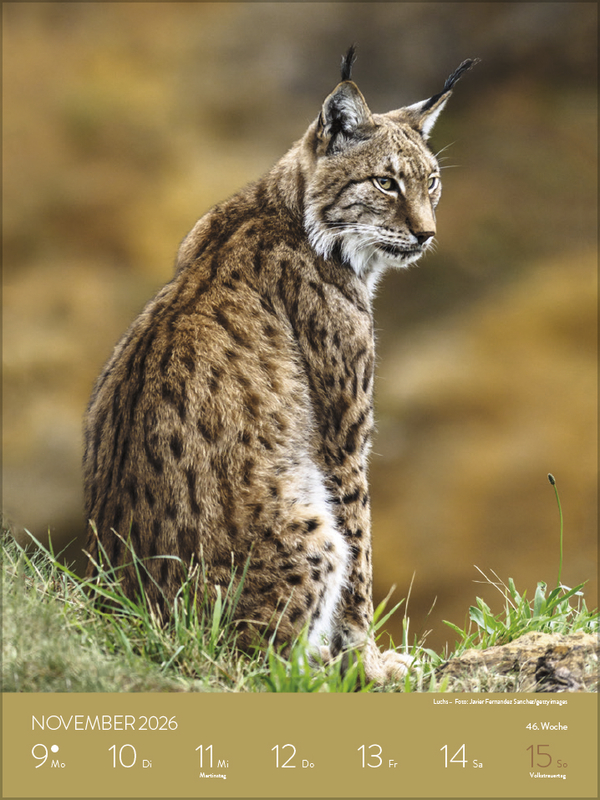 Heimische Tierwelt 2026, Innenansicht #10